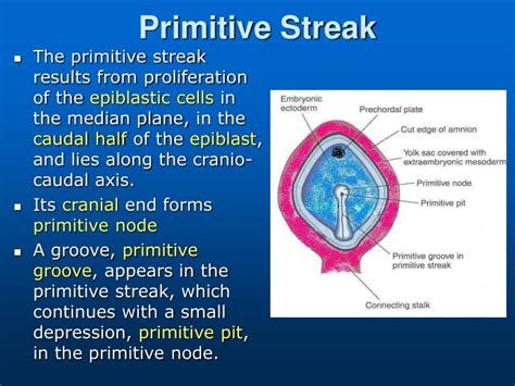 PPT - Bilaminar & Trilaminar Embryonic Disc PowerPoint Presentation - ID:4312097