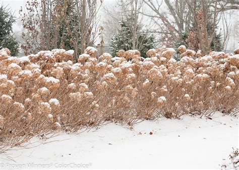 Incrediball® - Smooth Hydrangea - Hydrangea arborescens | Proven Winners | Smooth hydrangea ...