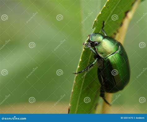 Green Bug Eating Leaf Royalty Free Stock Photo - Image: 5551475