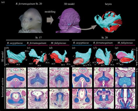 Musculoskeletal morphogenesis supports the convergent evolution of bat ...