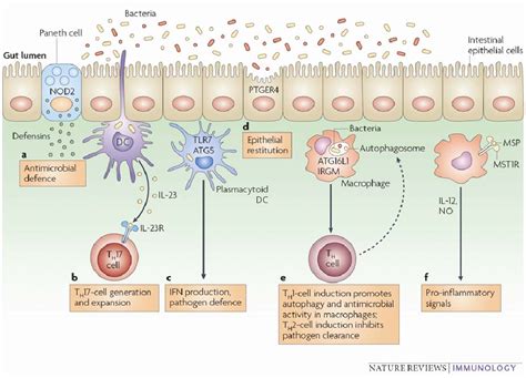 Figure 5 from A study on immunomodulating beta-glucan: Effects of oral application on ...