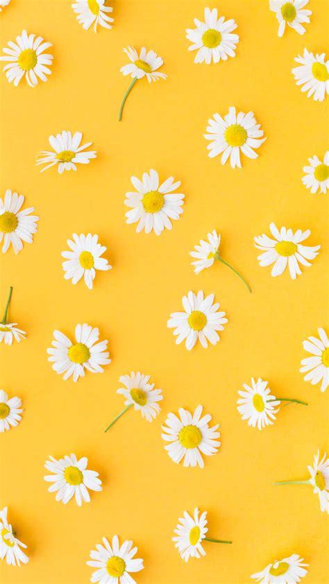 Download Yellow Daisy Aesthetic Pictures | Wallpapers.com