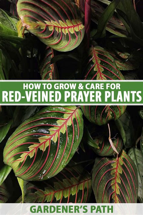 How to Grow Red Veined Prayer Plant | Gardener’s Path