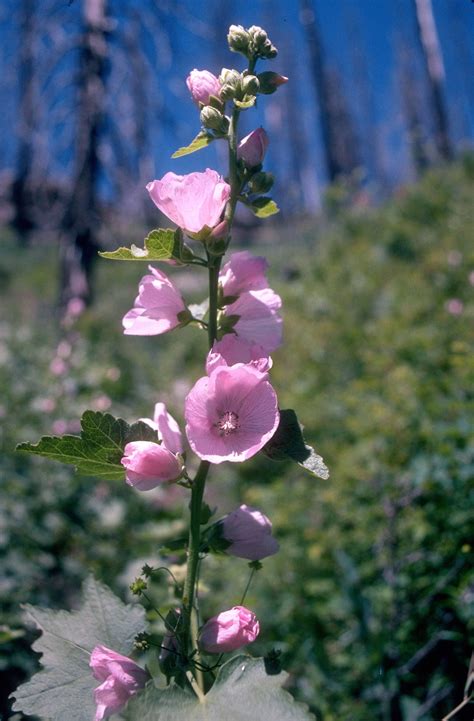 50 Pink MOUNTAIN HOLLYHOCK Kankakee Mallow Iliamna Rivularis aka Strea – Seedville USA