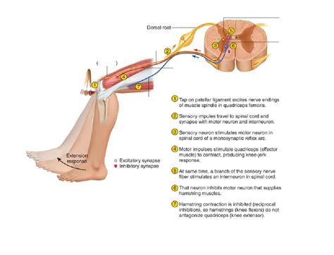 Monosynaptic reflexes - Stretch Reflex Diagram | Quizlet