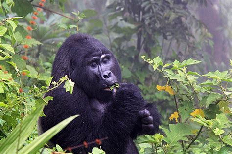 Kilimanjaro and Gorillas - 12 Days Gorillas & Kilimanjaro trek