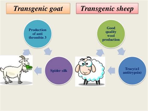 Transgenesis in animal