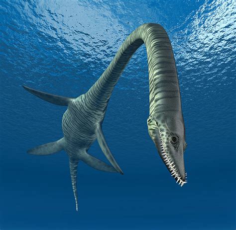 90+ Plesiosaur Elasmosaurus Pic Stock Photos, Pictures & Royalty-Free Images - iStock