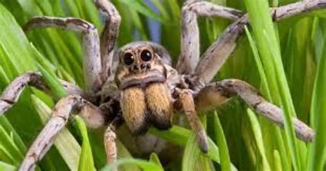 Unique facts about Wolf spider Habitat: - Spiders Perfect Guide