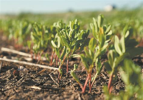 Pulse crops in a tight rotation | The Western Producer