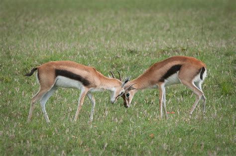 Gazelles at Play | Sean Crane Photography