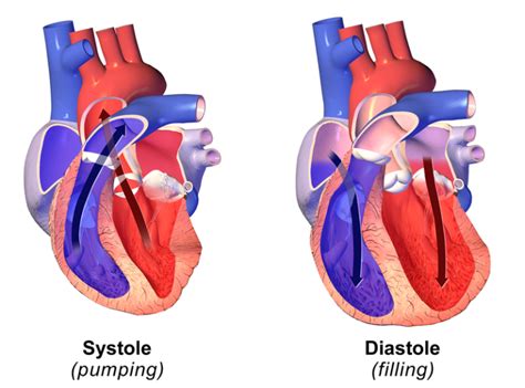 Difference Between Systolic and Diastolic Pressure | Compare the Difference Between Similar Terms