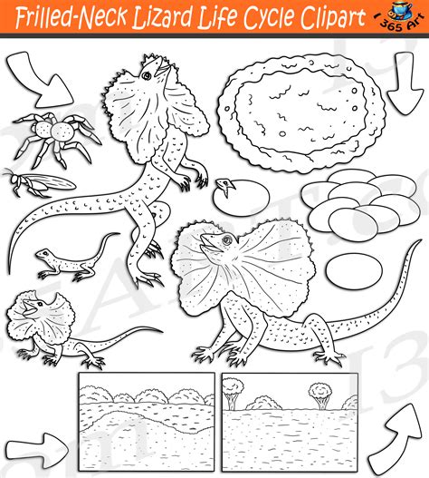 Frilled-Neck Lizard Life Cycle Clipart Set Download - Clipart 4 School