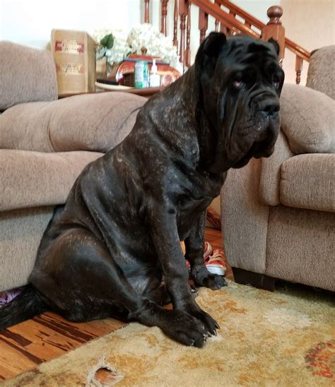 7 month old female American Molossus Euphrates. | British mastiff, Big puppies, Dog breeds