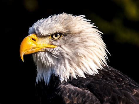 white tailed eagle adler bald eagle raptor fly 4k HD Wallpaper