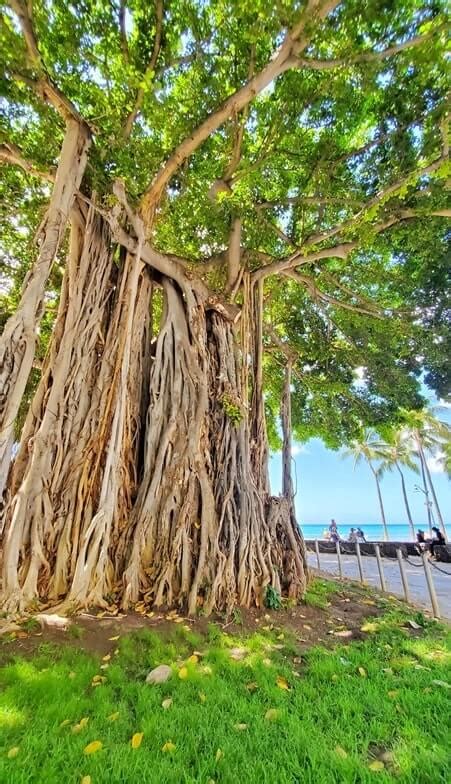 Waikiki banyan tree 🌴 Easy spot to see an Oahu banyan tree in Waikiki near the beach! 🌴 Honolulu ...