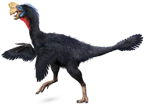 Citipati | Oviraptorid Dinosaurs | DK Find Out