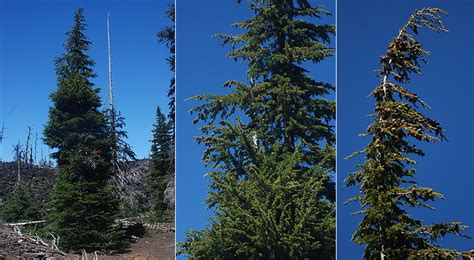 Tsuga mertensiana | Landscape Plants | Oregon State University