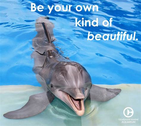 #mondaymotivation | Marine animals, Animals wild, Baby dolphins