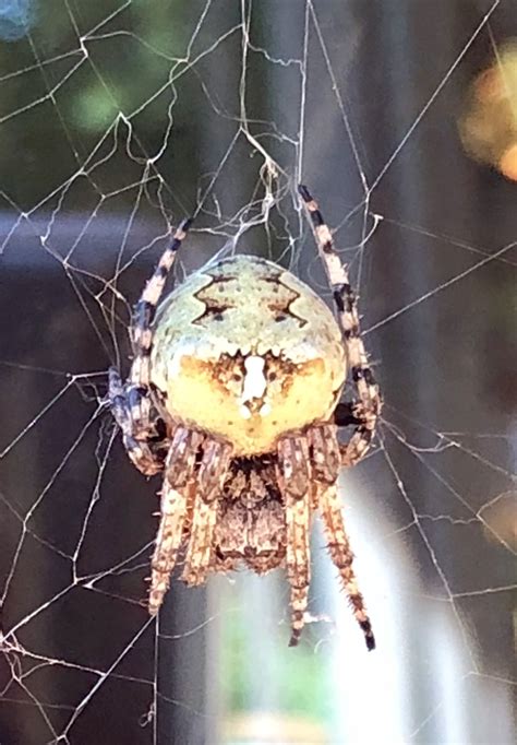 Araneus bicentenarius (Giant Lichen Orb-weaver) in Poland, ME, Maine United States