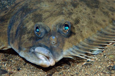 Flounders’ Eyes Face Skyward. How Do They See the Ocean Floor? | Flounder fishing, Fish, Animals