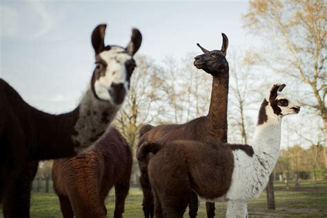 Llama antibody engineered to block coronavirus | National Institutes of ...