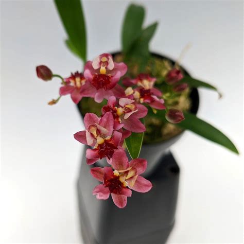 Oncidium Alliance - Oncidium Twinkle 'Pink Profusion' – La Foresta Orchids