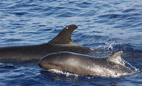 Sea Wonder: False Killer Whale | National Marine Sanctuary Foundation