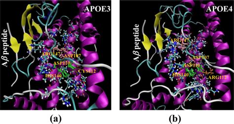 Zoom of APOE bound to the amyloid-beta (Ab) peptide: (a) APOE3 with ...