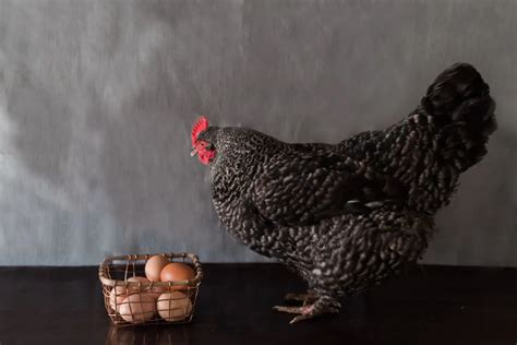 Maran Chicken Breed Profile - The Hip Chick