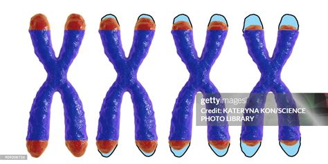 Telomere Shortening Conceptual Illustration High-Res Vector Graphic - Getty Images