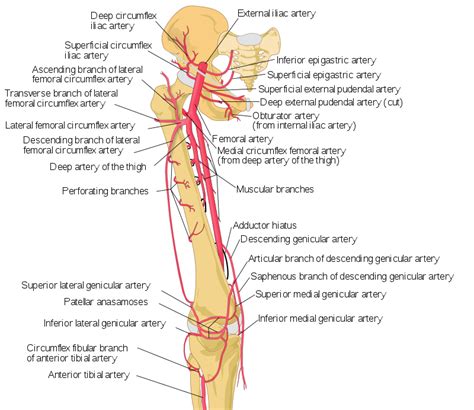 Thigh arteries schema - Femoral artery - Wikipedia Gross Anatomy, Human Body Anatomy, Arteries ...