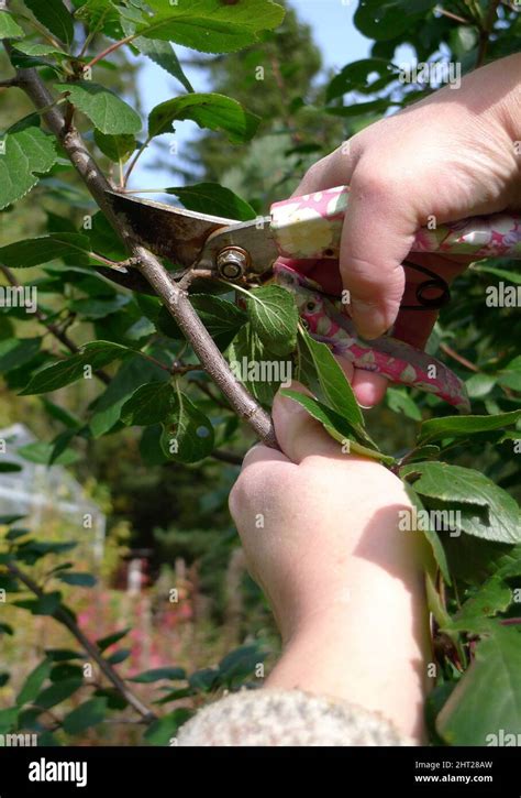 Plum tree pruning Stock Photo - Alamy