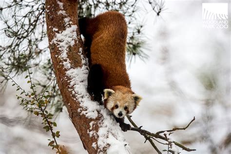 Animals explore a winter wonderland: first snowfall of the season delights