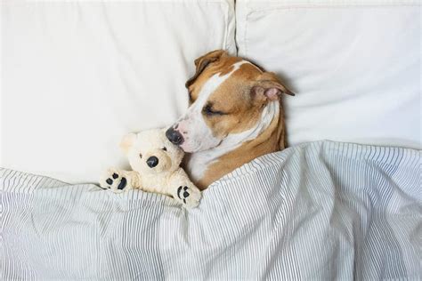 Do Pitbull’s Sleep A Lot? [Pit Bull Terrier Sleeping Habits]