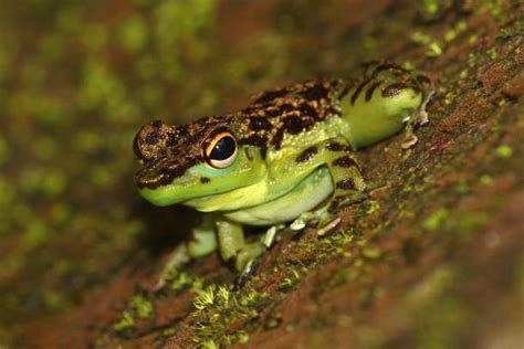 310+ Brunei Wildlife Stock Photos, Pictures & Royalty-Free Images - iStock