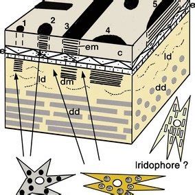 Schematic representation of the distribution of chromatophores in ...