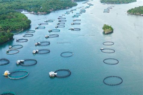 Aerial view of fish ponds for bangus featuring fish cage, fish farm ...