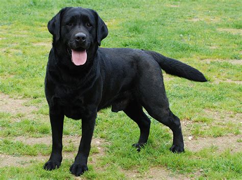 Black Labrador Retriever Wallpaper - WallpaperSafari