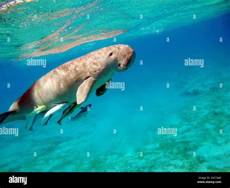 Dugong. Baby dugong from the bay of Mars Mubarak Dugongo. Sea Cow in Marsa Alam. Marsa Mubarak ...