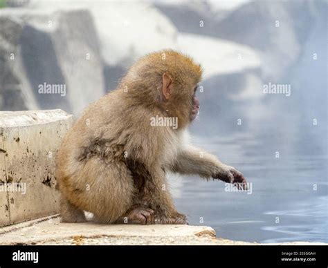 Baby Japanese macaque sitting on a rock by the hot spring Stock Photo - Alamy