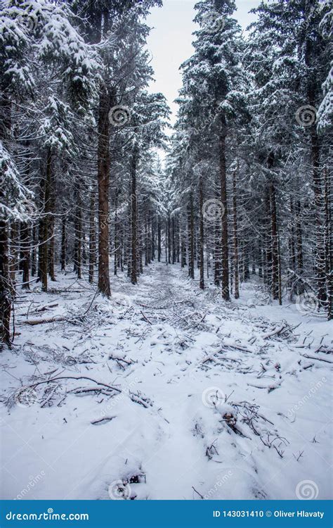 On the Way through the Thuringian Forest in Its Full Glory Stock Photo - Image of nature ...