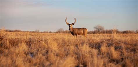 Navigating the Colorado Big Game Hunting License Application Process ...