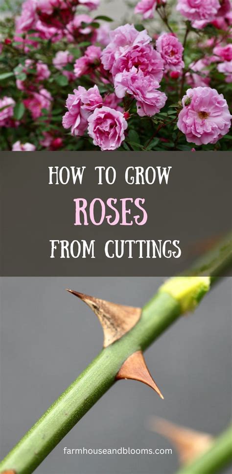 How to grow roses from cuttings – Artofit