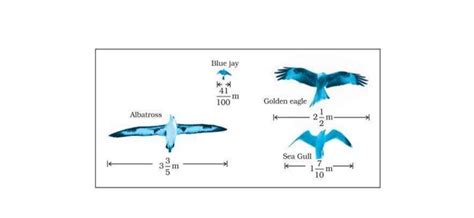 Q2: Find the ratio of the wingspan of a Golden eagle to the wingspan of a Blue jay? - Brainly.in