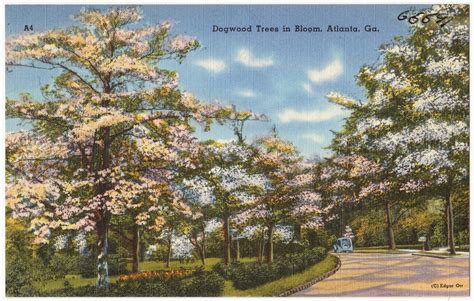 Dogwood Trees in Bloom, Atlanta, Ga. | File name: 06_10_0138… | Flickr