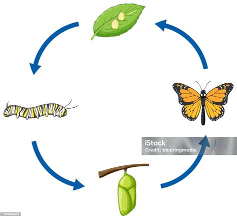 Siklus Hidup Kupukupu Monarch Ilustrasi Stok - Unduh Gambar Sekarang - Kepompong, Ulat, Alam ...
