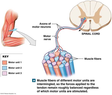 A Motor Unit | Human body activities, Muscular system, Pearson education