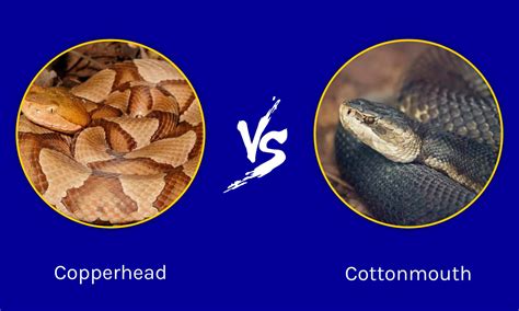 Copperhead Vs Cottonmouth Snake