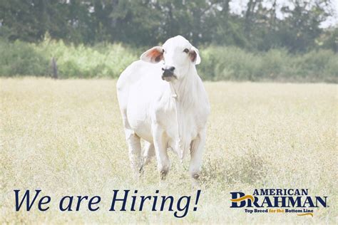 The American Brahman Breeders Association is Hiring! | The Pulse